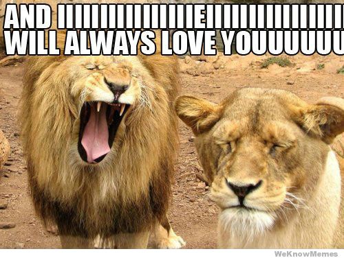 70 Funny I Love You Meme SayingImages