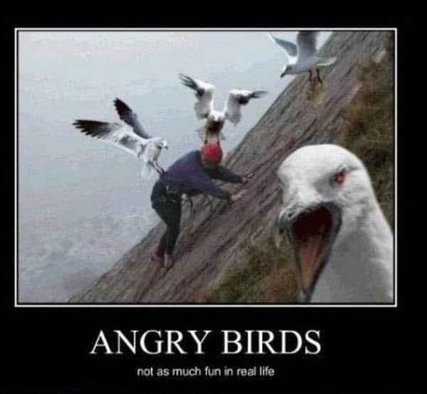 angry-birds-memes.jpg