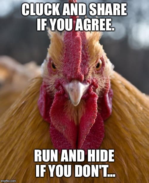 20 Chicken Memes That Are Surprisingly Funny