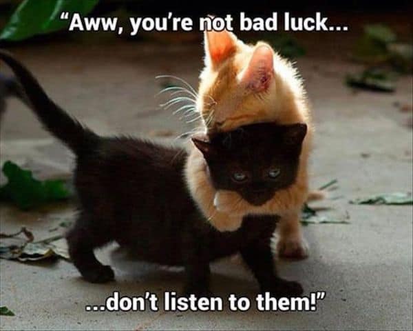 20 Cute Cat Memes That Will Put You In A Good Mood | SayingImages.com