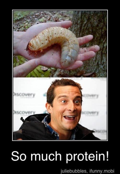 bear grylls so much protein meme