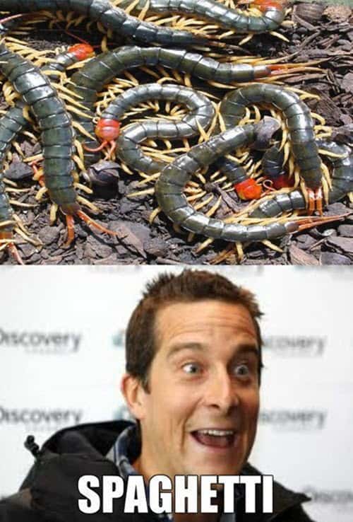 bear grylls spaghetti meme