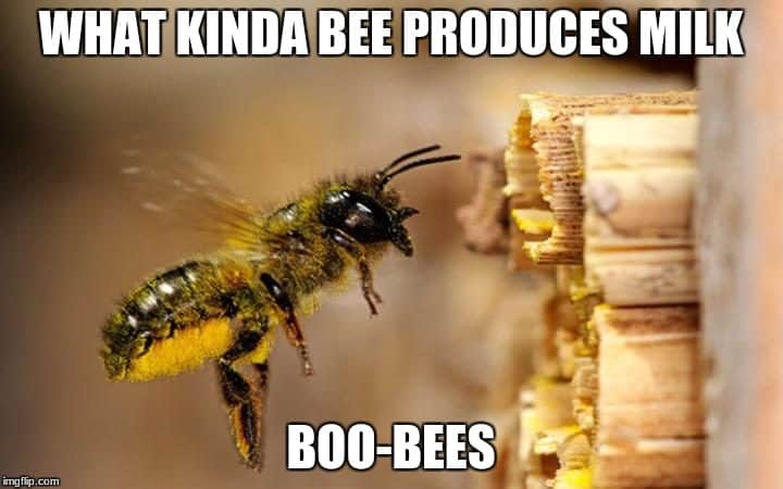 [Image: bee-produces-milk-meme.jpg]