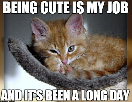 Cute Cat Memes That Will Put You In A Good Mood Sayingimages Com