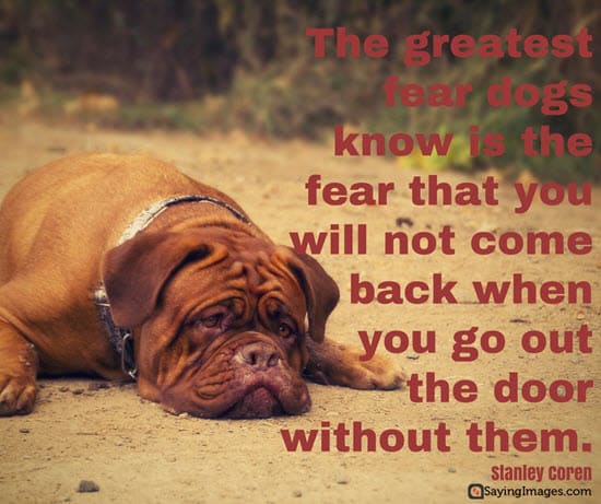 best friend dog quotes