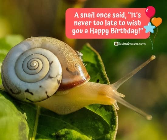 birthday wishes snail sister