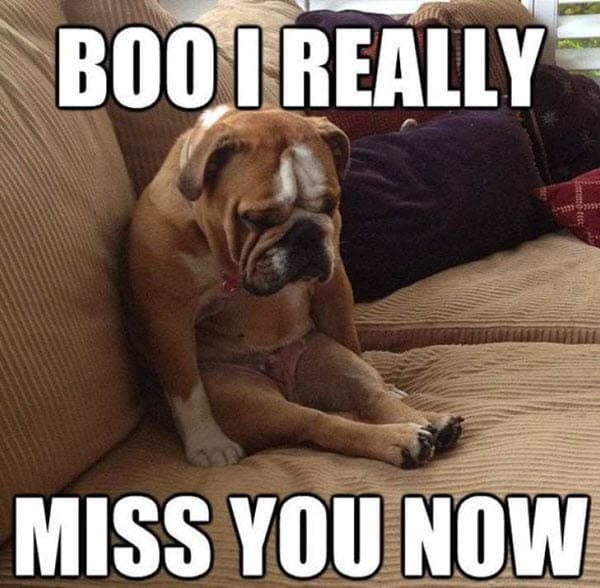 Cutest I Miss You Memes Of All Time SayingImages Com