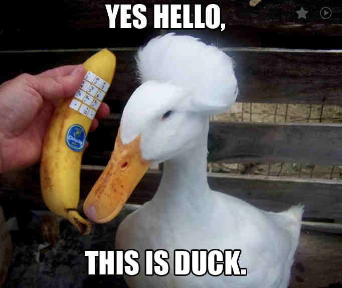 calling duck meme