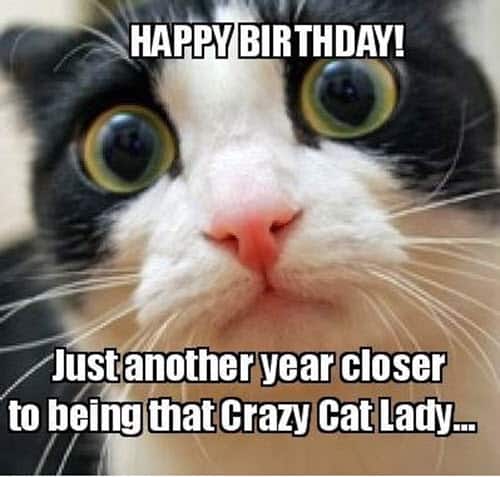 Cumpleaños del gato un año más meme