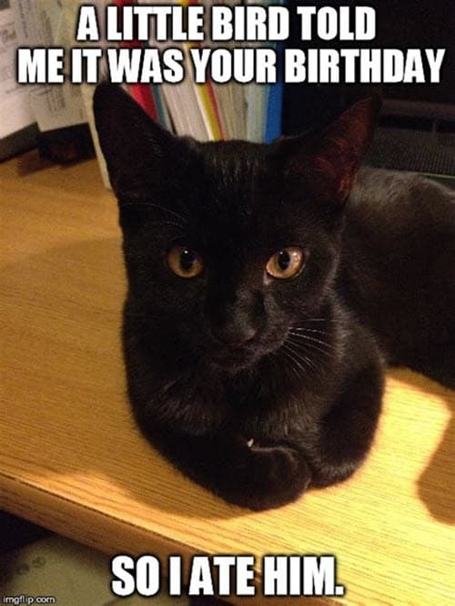 cat birthday bird meme