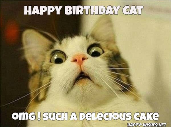 cat birthday cake meme