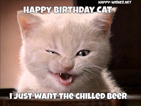 cat meme de cerveja fria de aniversário