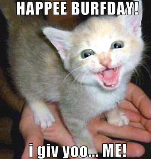 cat birthday happee burfday meme