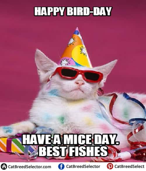 cat birthday happy bird day meme