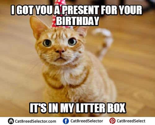 cat birthday litterbox meme