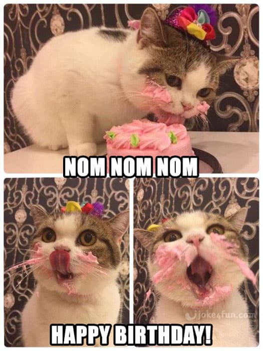 Meme del cumpleaños del gato nom nom