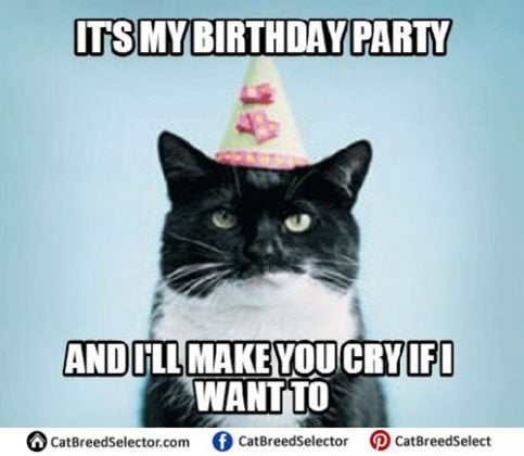 Cat Birthday Memes That Are Way Too Adorable Bodytech