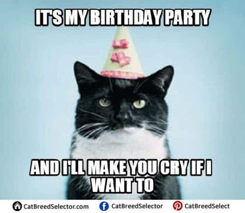 Cat birthday party meme