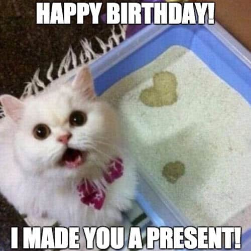 regalo de cumpleaños para gatos meme