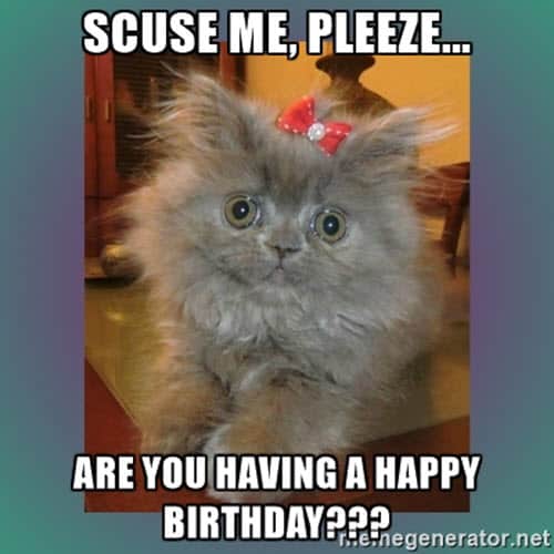 mème d'anniversaire de chat scuse me