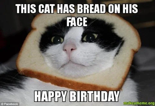 cat has bread on his face birthday meme