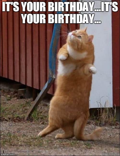 cat its your birthday meme