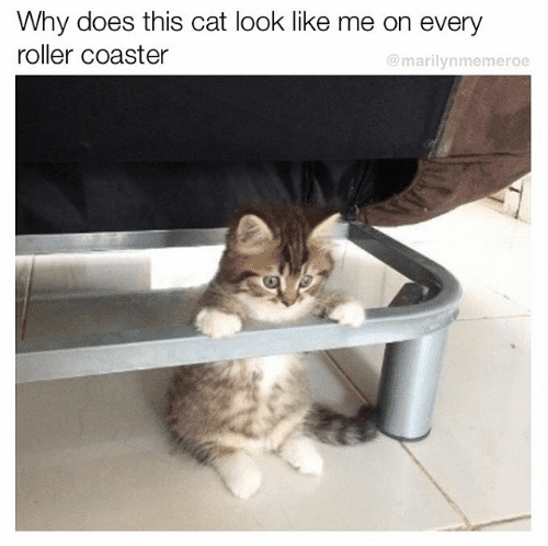 cat rollercoaster meme
