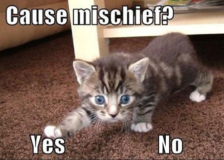 Cute Cat Memes That Will Put You In A Good Mood Sayingimages Com