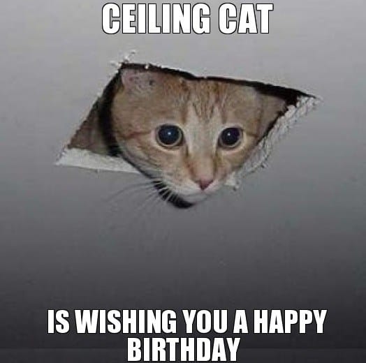 20 Cat Birthday Memes That Are Way Too Adorable Sayingimages Com