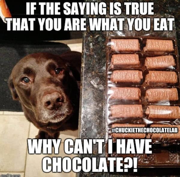 chocolate lab memes