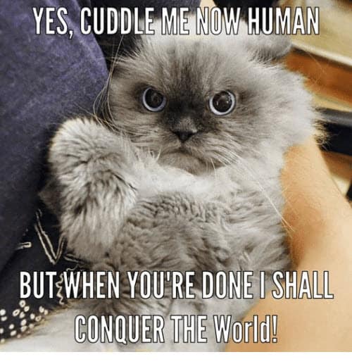 conquistar o mundo cuddle meme