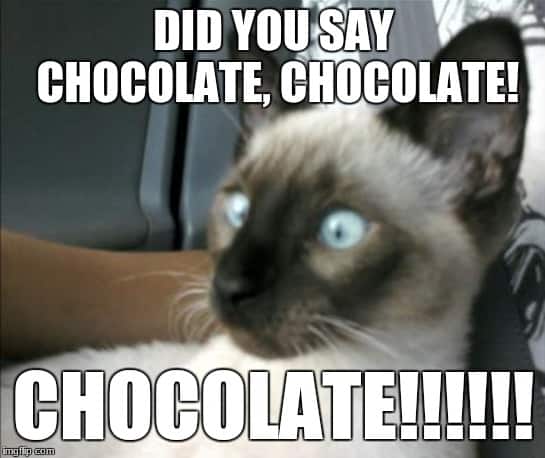 did you say chocolate memes