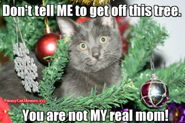 100 Funniest Merry Christmas Memes | SayingImages.com