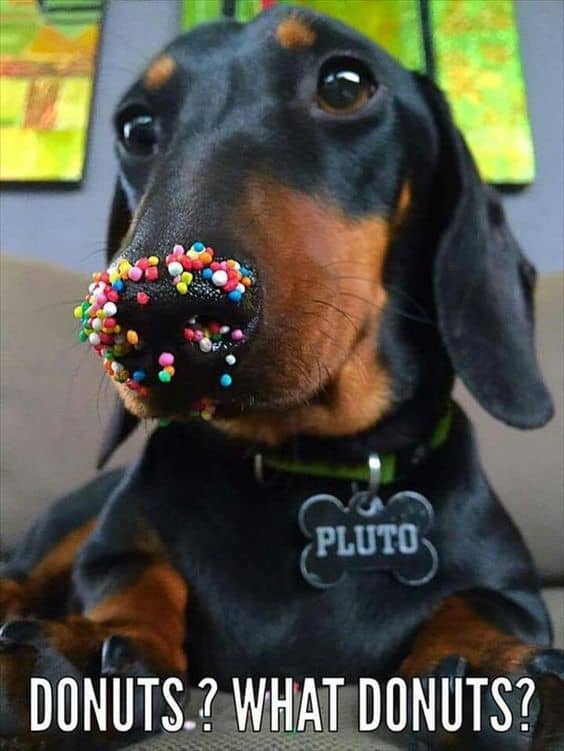 donuts-dachshund-meme.jpg