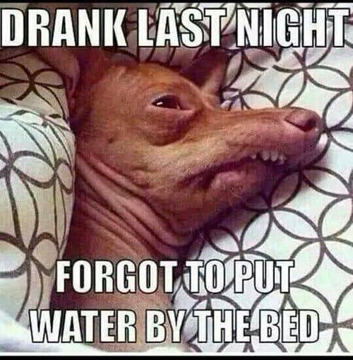 30 Hangover Memes That Are Way Too True - SayingImages.com