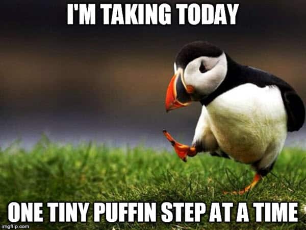 encouragement tiny puffin meme