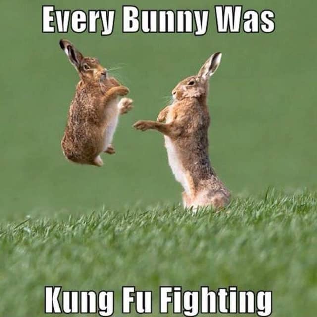 Find and save easter bunny memes a large creature from the forest of babalo...