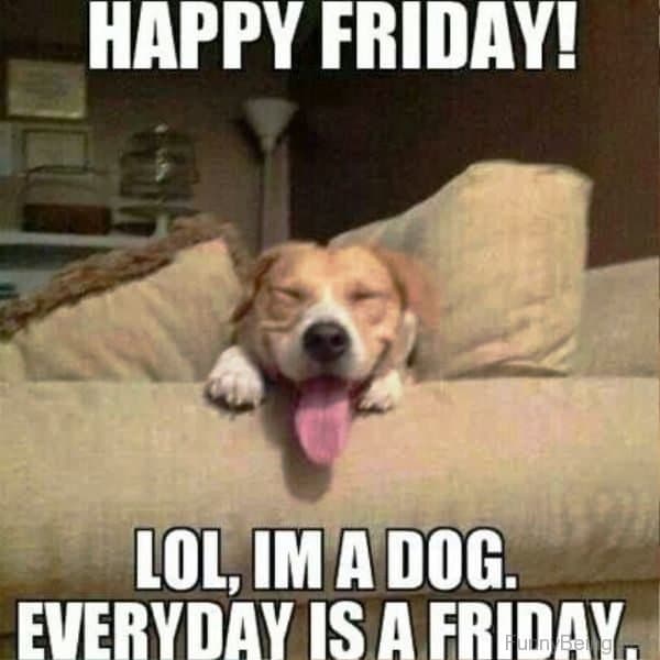 happy friday memes dogs