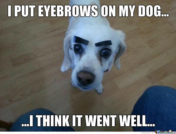 eyebrow on my dog meme