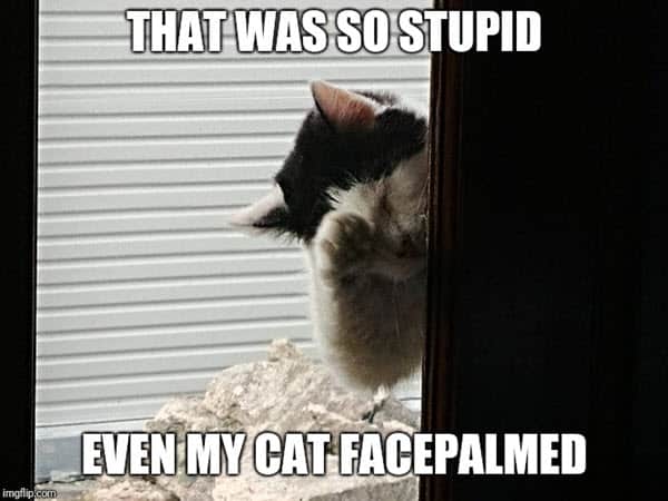 facepalm cat memes