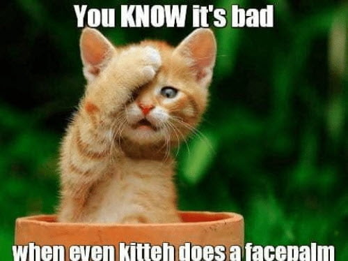 facepalm kitten memes