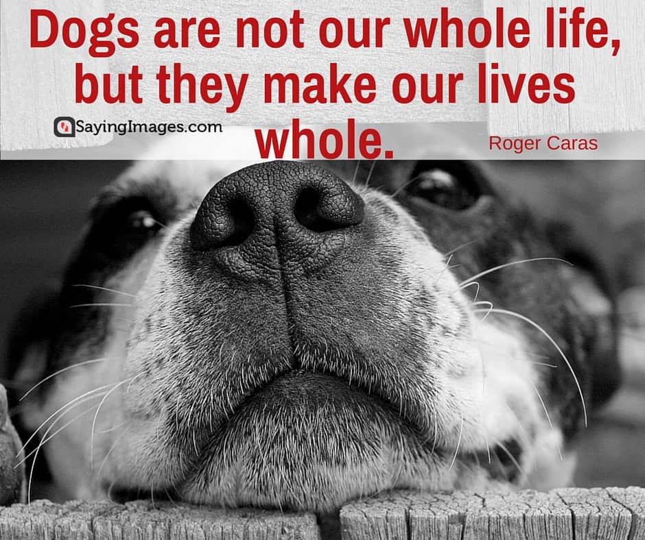 famous dog quotes