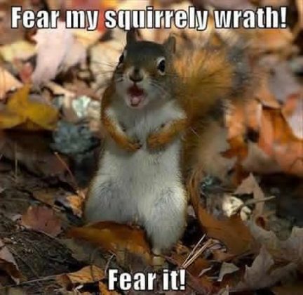 20 Squirrel Memes That Will Melt Your Heart - SayingImages.com