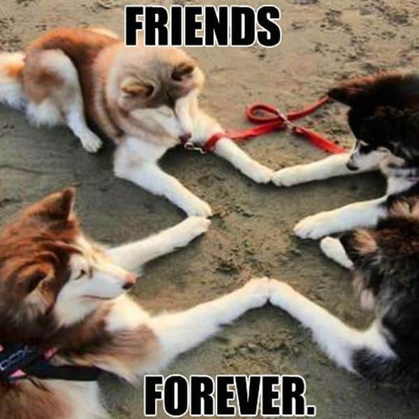 20 Awesome Friendship Memes You Should Be Sharing Right ...
