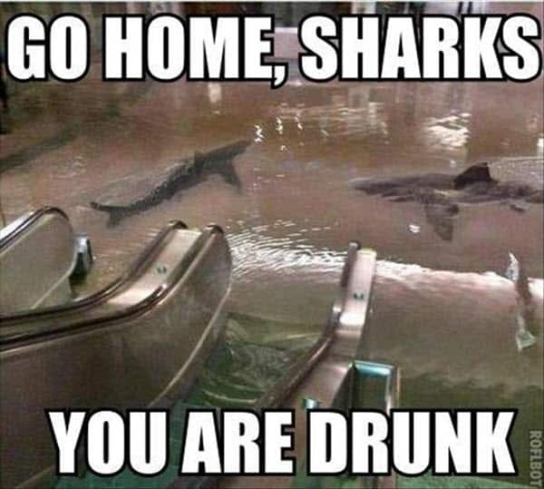 funny drunk go home sharks memes