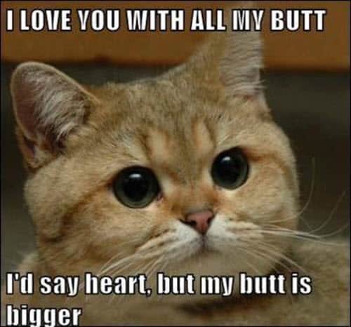 70 Funny I Love You Meme Sayingimages Com