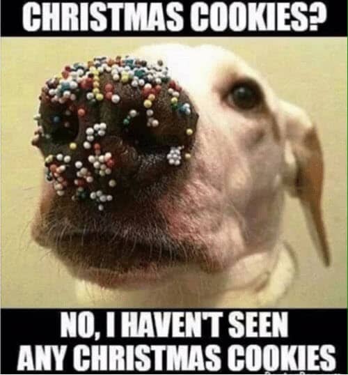 100 Funniest Merry Christmas Memes | SayingImages.com