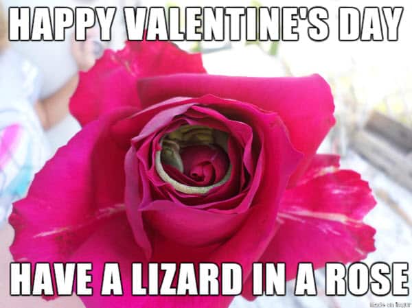 funny valentines have a lizard iin a rose meme