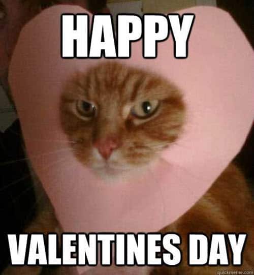 funny valentines heart cat meme