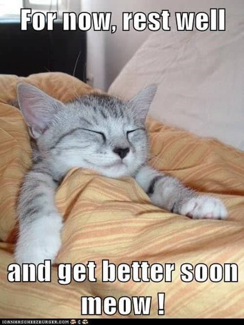 get well soon get better meow meme